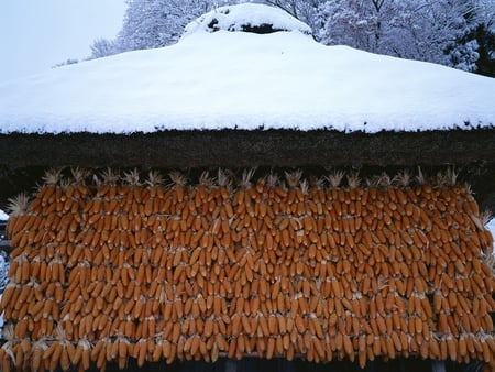 Corn - corn, japan, japanese