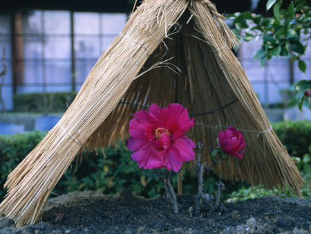 Flowers - flowers, japanese, japan