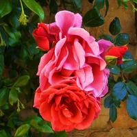 Tri colored rose 