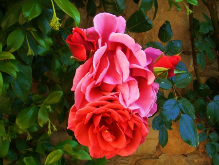 Tri colored rose  - three, blooming, pink, red, rose