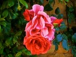 Tri colored rose 