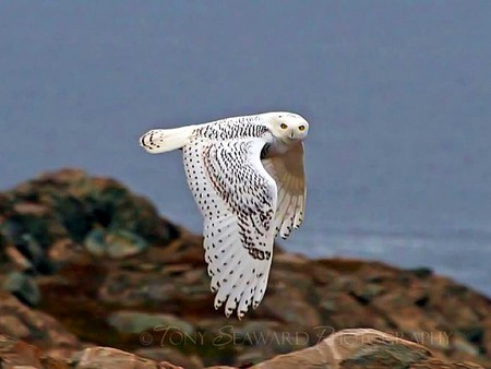 White Owl - picture, white owl, cool