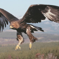 Golden Eagle Scottish Highlands 