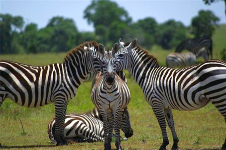 Zebras - picture, cool, zebras