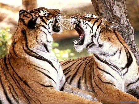 Leave me Alone - picture, tigers, cool