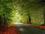 Road through the forest