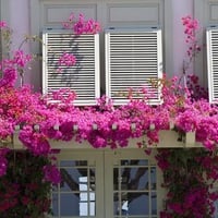 pink flowers