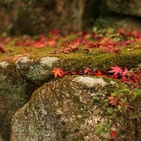 Fallen Autumn Leaves