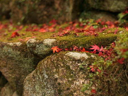 Fallen Autumn Leaves - autumn, japan, leaves, fallen, japanese