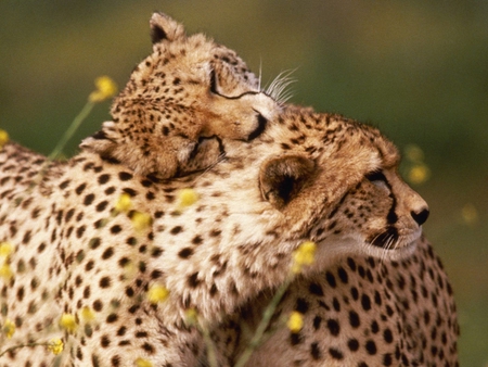 affection betwen cheetahs - cats, cheetahs, sweethearts, loves, couple