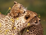 affection betwen cheetahs