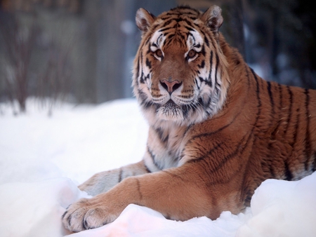 Siberian tiger - animals, tigers