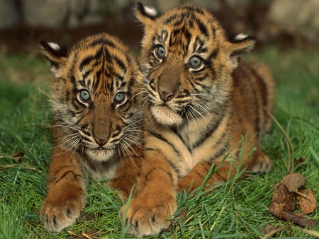 Babies tigers