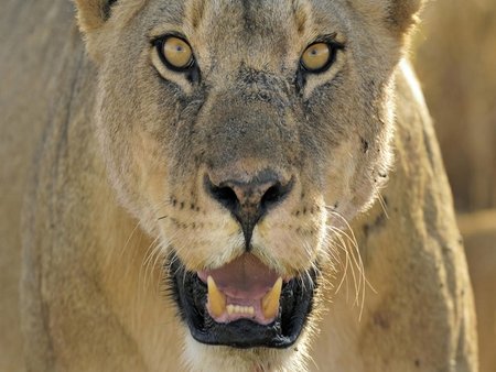 Lioness - lions, animals, cats