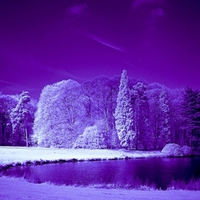 PURPLE NIGHT