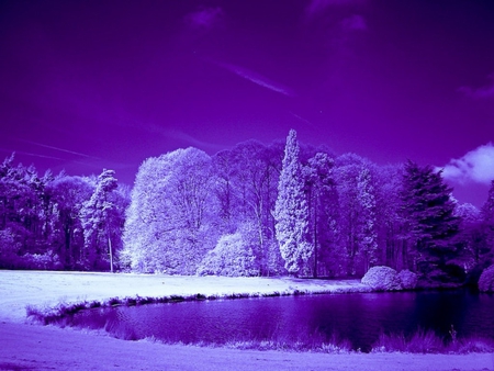 PURPLE NIGHT - forests, winter, purple, lake, night