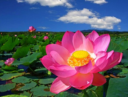 Pink Flower - picture, beautiful, pink flower