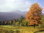 Tree on the field