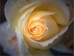  lovely rose