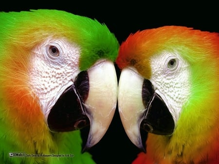 pare of parrots - animals, birds