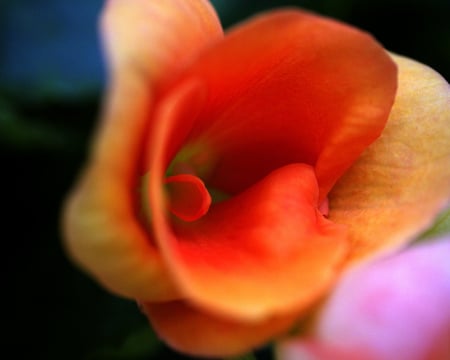 pretty flower - warm, pretty, nature, color, orange, flower