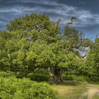 Green trees