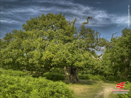 Green trees - trees, nature