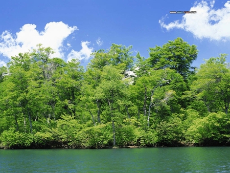 Shore next the treees - lakes, nature, trees