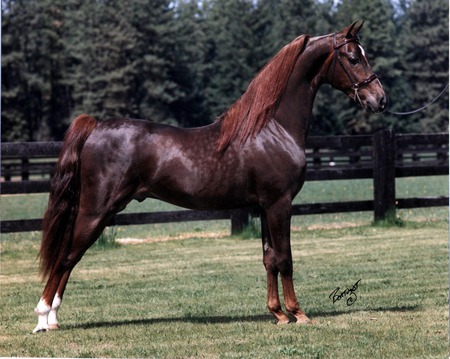 Millionaire - champion, stallion, chestnut, trees, grass