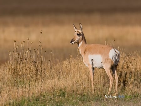 Pronghorn antelope - atelopes, animals