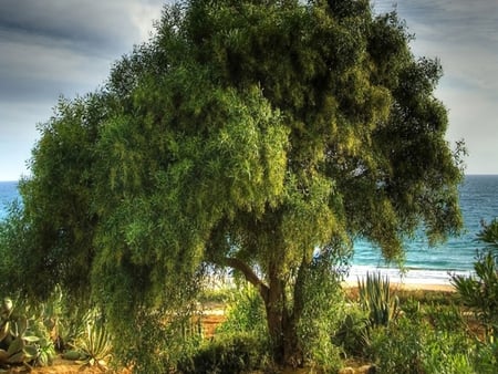 Tree - nature, trees