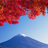 Maple Tree & Fuji-san