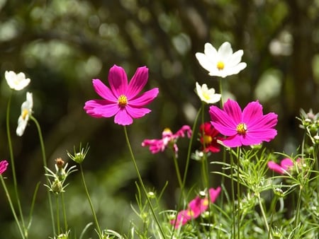 Flowers - flowers, natute