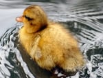 Little duck