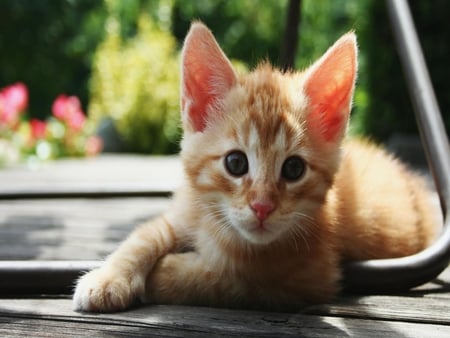 Curious kitten - animals, cats