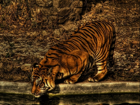 THiRST - tiger, thirst