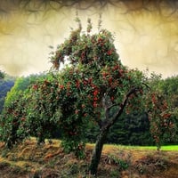 an Apple Tree