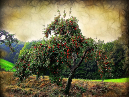 an Apple Tree - tree, apple