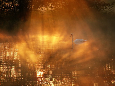 ember lake - enchanted, swan, lake, ember