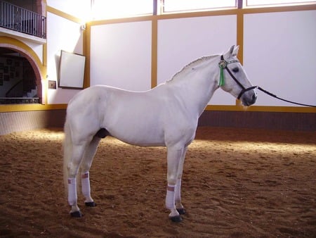 White Beauty - horses, white, spanish horse, spanish, animals, andalusian horse, andalusian