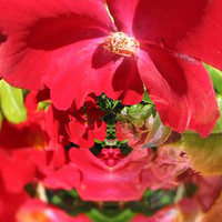 Red Dorset Flower Fractal