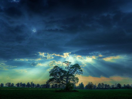 When dreams come true - sky, clouds, rays, light, tree, blue