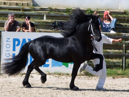 Friesian - black, friesian horse, horses, dutch, friesian, animals, dutch horse