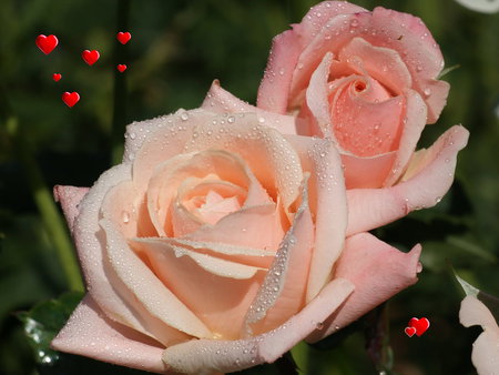 beautiful gorgeous pastel,pink,roses - gorgeous, roses, beautiful