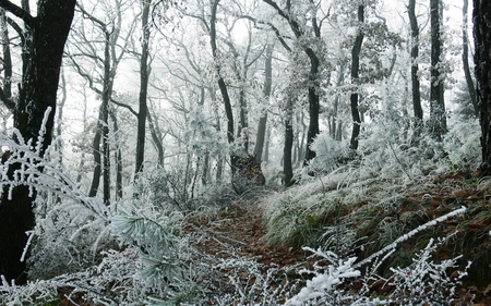 Frozen Forest - ice, winter, forest, nature