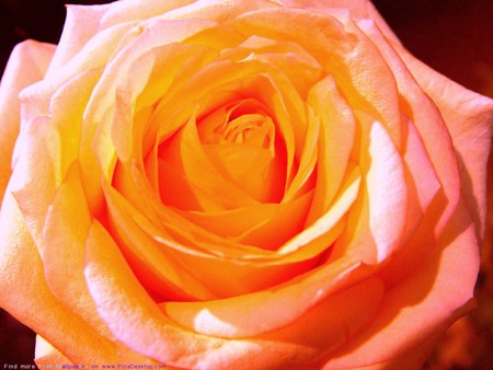 beautiful gorgeous rose - rose, gorgeous, beautiful, orange, pinkish