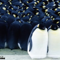 march of the penguins