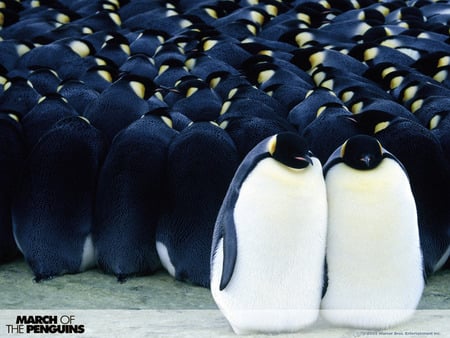 march of the penguins - penguins, love, twins, march