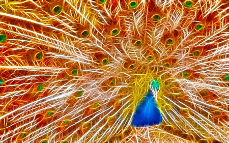 Peacock Showing Beauty - feather, sparkle, animals, beauty, peacock, fractalius, abstract