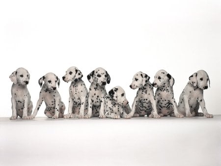 Cute dalmations - dogs, spots, cute, animals